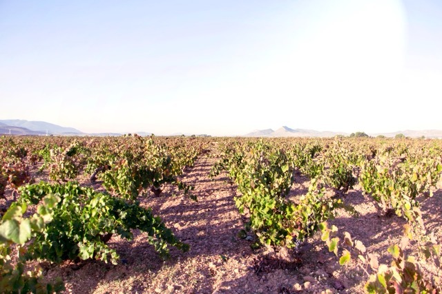 Yecla, la tierra de la Monastrell