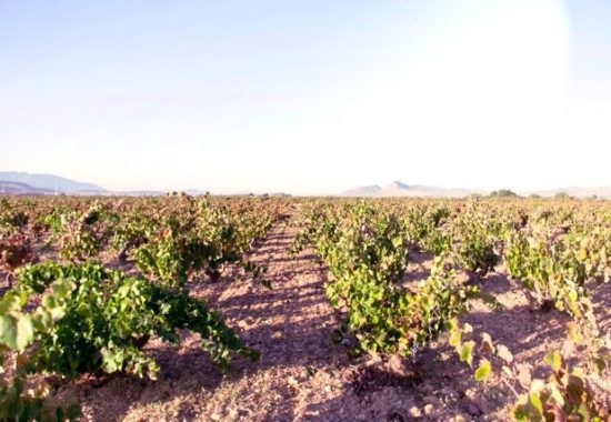 Yecla, la tierra de la Monastrell